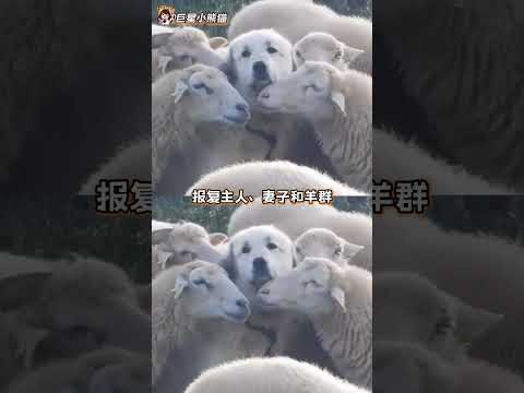 宝宝你是真正的英雄！#大白熊犬 #狗狗 #动物 #郊狼 thumbnail