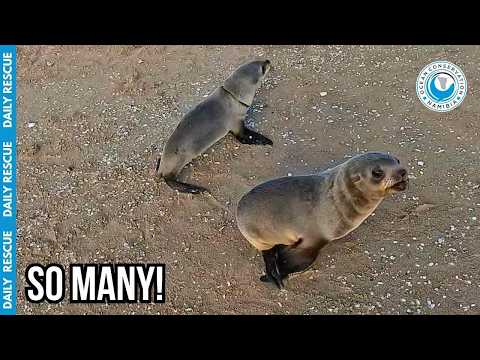 They Sprint to the Ocean for Safety... But it’s a Deadly Trap thumbnail