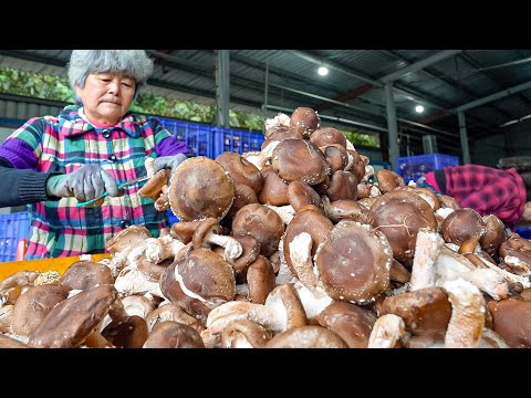 1500 kg per Day! Technological Mushroom Farming Factory / 黑早大菇 - Taiwan Food Factory thumbnail