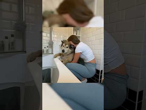 Giant Dog Refuses Bath Time! He Does Everything Possible To Hide From It!!  #husky #funny thumbnail