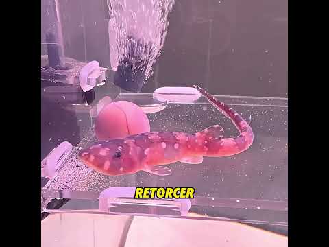 Este hombre salvó a un tiburón#shark  #funny #funnyvideo thumbnail
