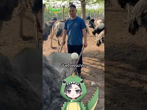 ไข่นกกระจอกเทศ | TOGE トゲ thumbnail