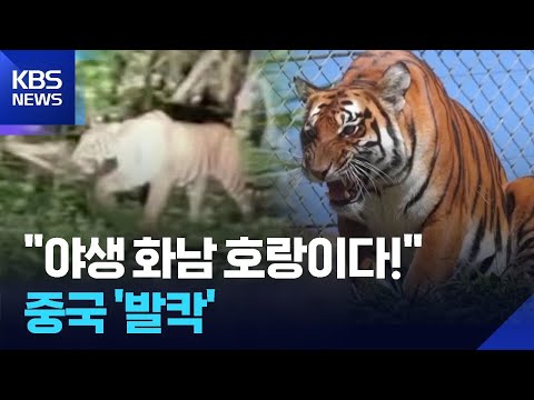 [글로벌K] 중국, 화남 야생 호랑이 목격담 이번에도 가짜 / KBS  2026.05.26. thumbnail