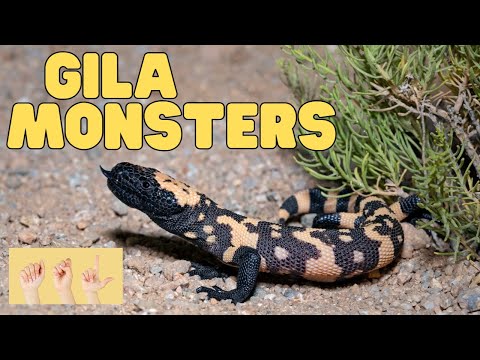 ASL Gila Monsters thumbnail