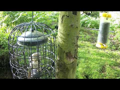 More Live Nature Live Stream thumbnail