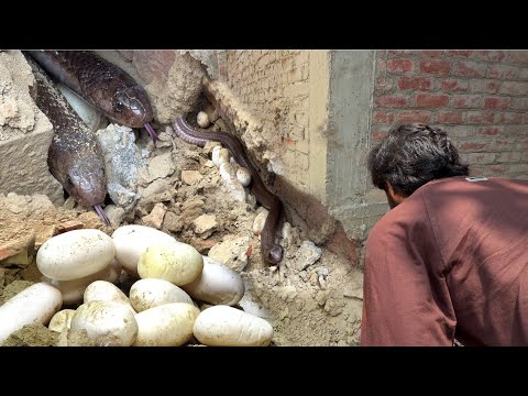 कैमरे में क़ैद हुआ एक बार फिर से, नाग नागिन के साथ इतने सारे अंडे को कैसे रेस्क्यू किया गया! ? thumbnail