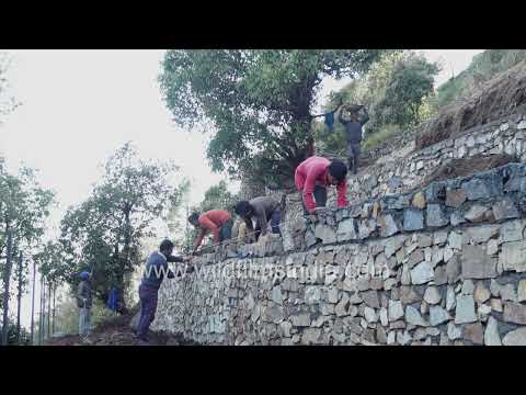 Workers constructing a traditional dry-stone retaining wall in the Wildfilmsindia Jabbarkhet thumbnail