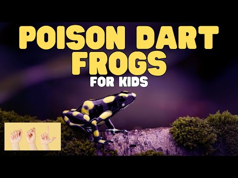 ASL Poison Dart Frogs for Kids thumbnail