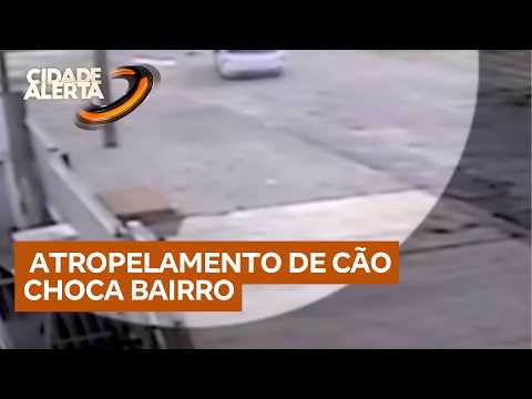 Caso Fred: atropelamento de cão choca bairro thumbnail