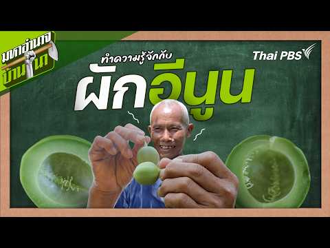 ทำความรู้จักกับผักอีนูน | สูตรลับฉบับบ้านนา | มหาอำนาจบ้านนา thumbnail