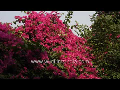Pink Bougainvillea blossoms sway gently in the orchard breeze thumbnail