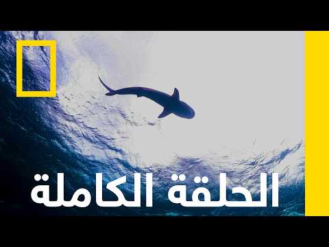 الحلقة الكاملة | أسماك القرش في مثلث برمودا | ناشونال جيوغرافيك أبوظبي thumbnail