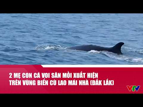 2 mẹ con cá voi săn mồi xuất hiện trên vùng biển Cù Lao Mái Nhà (Đắk Lắk) | Cụm tin | VTV24 thumbnail