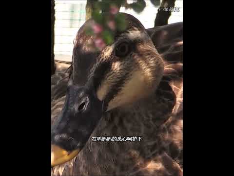 三年坚守 22 层高楼筑巢，众人合力护送野鸭母子奔赴自然家园#animals thumbnail