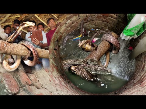 कुएँ में गिरा एक साथ 2 सांप को कैसे रेस्क्यू किया गया! Venomous and non venomous snakes Rescue thumbnail