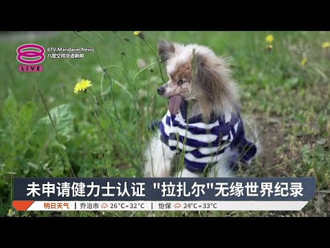 年龄超过30岁 法国"世界最长寿"狗狗离世【2026.05.16 八度空间华语新闻】 thumbnail