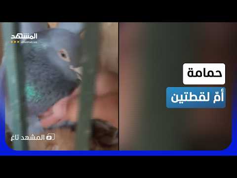 حمامة تحمي قطتين حديثتي الولادة داخل عشها.. غريزة الأمومة في لقطة نادرة من عالم الحيوان - المشهد تاغ thumbnail