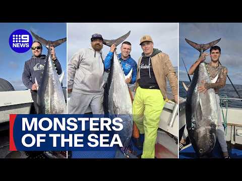 Eight monster bluefin tuna have been caught by local fishermen | 9 News Australia thumbnail