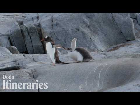 This Baby Penguin Keeps Tripping While Chasing Mom | The Dodo thumbnail