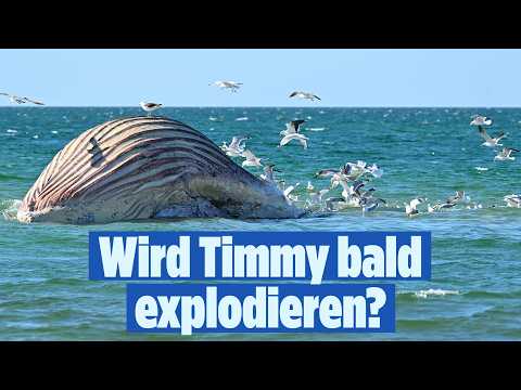 ? WAL TIMMY droht zu platzen – er bläht sich immer weiter auf | BILD LIVE thumbnail