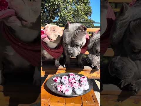 Picolé de Framboesa, Amora e Mirtilo 🐾 Refrescando meus American Bullys 🐾 thumbnail