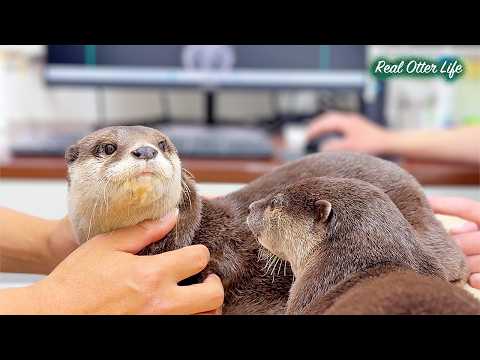 [元ネタ] こんなカワウソ見たことある？病院でまるでマッサージを受けるかの如く健康診断をこなすカワウソたち My Otters Think the Vet is a Massage Spa! thumbnail