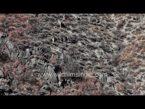 Himalayan blue sheep herd crossing a rocky mountain slope in Uttarakhand thumbnail