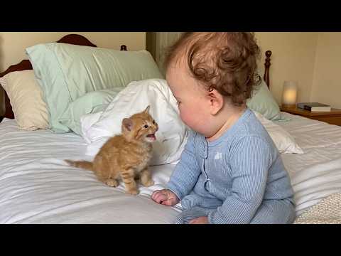 When Babies And Cats Have Full Conversations ??? thumbnail