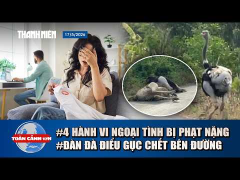 TOÀN CẢNH 17H 17/5: Bí ẩn đàn đà điểu gục chết bên đường | Tăng gấp đôi mức phạt người ngoại tình thumbnail