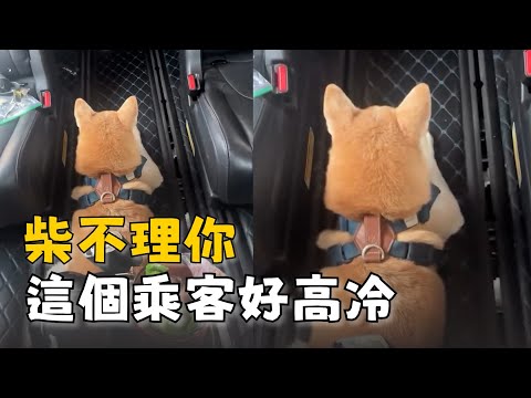 Uber司機跟乘客柴柴聊天　牠卻全程不回頭超淡定 thumbnail