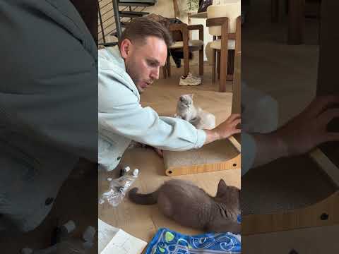 Semih dreht komplett durch ??#shortvideo #kitten #dailyvlog thumbnail