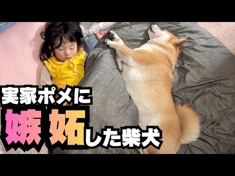 ２歳の娘が、実家のポメを溺愛。それを見た柴犬が嫉妬した結果…。 thumbnail