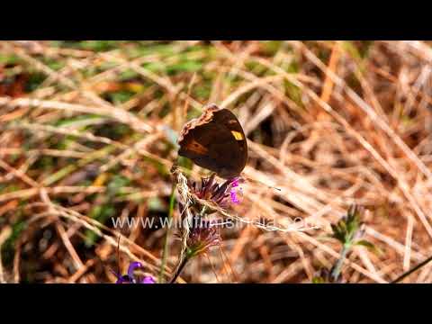Yellow Pansy butterfly feeding and resting in a dry grassland habitat thumbnail