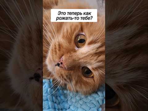 #юмор #видосыоткота #кот #веселыекоты #прикол thumbnail