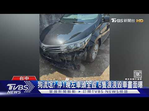 狗流氓? 停1晚左車頭全毀 6隻浪浪毀車畫面曝｜TVBS新聞 @TVBSNEWS01 thumbnail