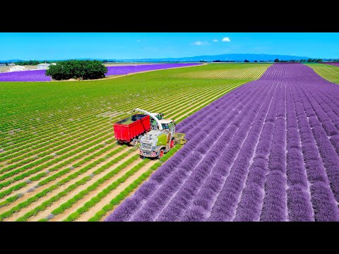 Lavender Harvest & Oil Distillation | Valensole - Provence - France 🇫🇷| Claas Jaquar 840 thumbnail