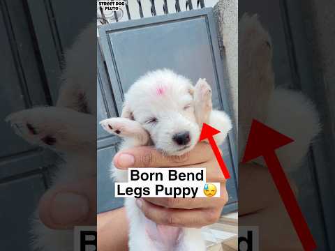 Born Bend Legs Puppy ? thumbnail