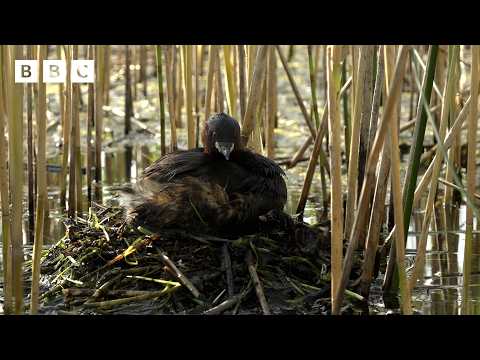 🔴 LIVE wildlife cameras 🌿 1 June 🐦 BBC Springwatch 2026 thumbnail