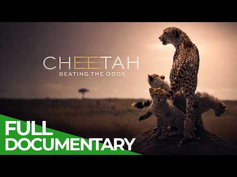 Cheetah: Beating the Odds | Free Documentary Nature thumbnail