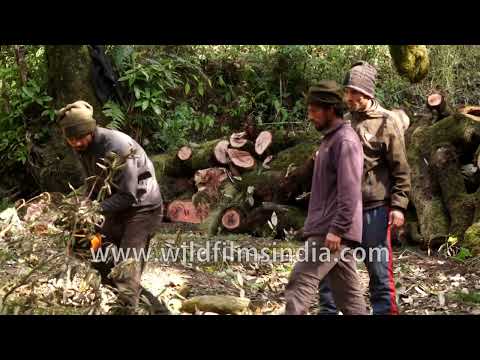 Forestry worker cutting moss-covered tree with gas-powered chainsaw thumbnail