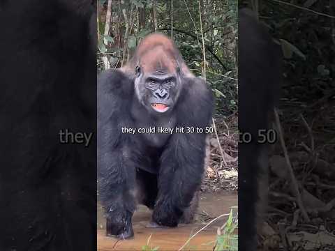 100 Men vs 1 Gorilla... But What About Pull-Ups? thumbnail