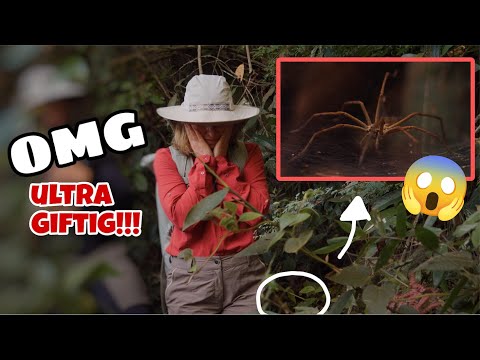 OMG alles ultra GIFTIG 😱🕷️ 8 Stunden im tropischen Regenwald (!!) | Bibi thumbnail