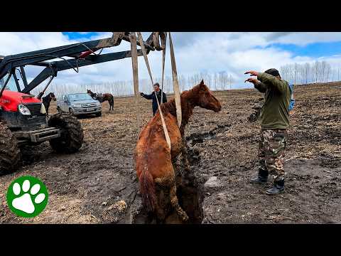 Locals unite to save pregnant horse from a deep ditch 👏🏼🤩 thumbnail
