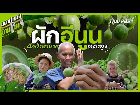 ผักอีนูน ผักป่าหายากราคาสูง | มหาอำนาจบ้านนา thumbnail