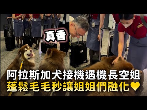 阿拉斯加犬接機遇機長空姐　蓬鬆毛毛秒讓姐姐們融化♥｜#寵物雲 thumbnail
