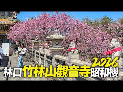 新北林口竹林山觀音寺昭和櫻2026｜4K HDR｜Taiwan Cherry Blossoms - Linkou Guanyin Temple thumbnail