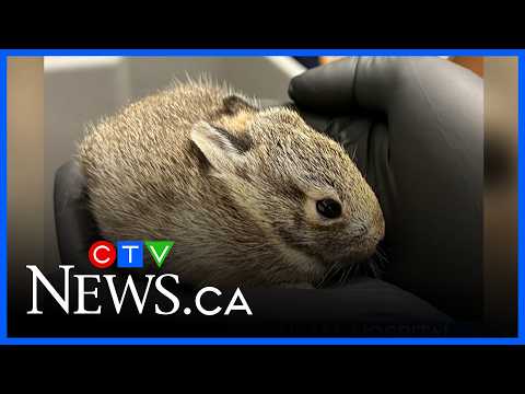 Animal hospital seeing baby rabbit influx thumbnail