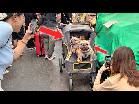 What Do My Dogs Do On Weekends? | French Bulldog Weekend Routine thumbnail