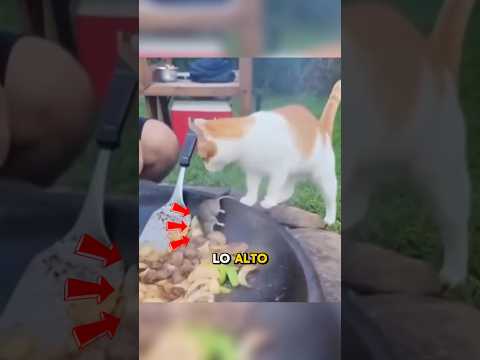 Gatos y ratones que se convirtieron en tom & jerry pt.2 #gatos #mascotas #cats thumbnail