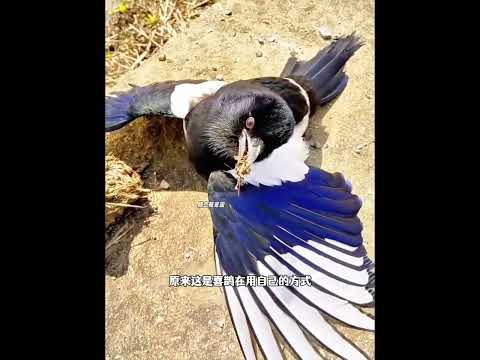 小哥在泥潭里救了一只受困的喜鹊，喜鹊为报恩冒着危险帮小哥扑火 thumbnail